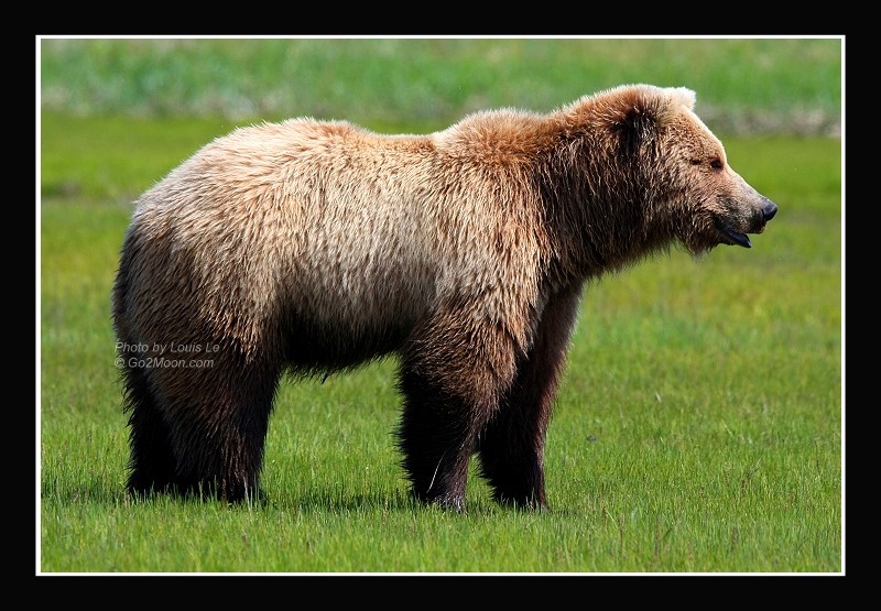 Katmai Bear