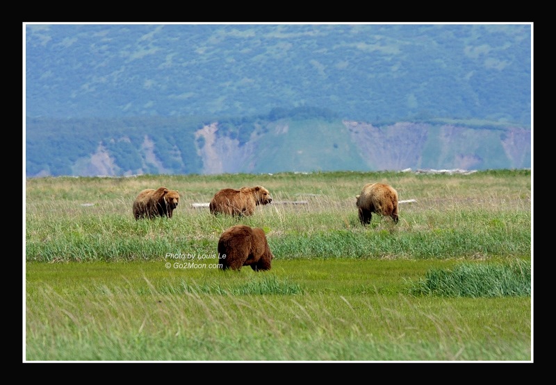 Four Brown Bears