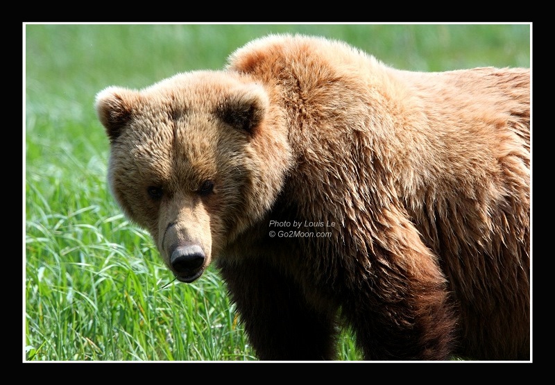 Coastal Brown Bear