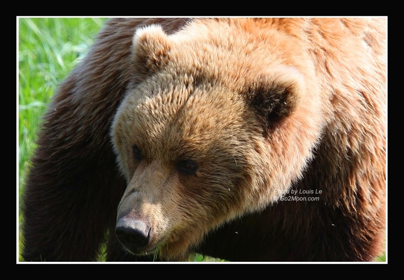 Coastal Brown Bear