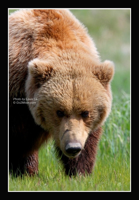 Brown Bear