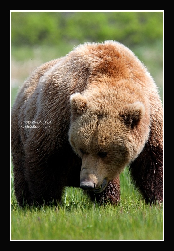 Brown Bear