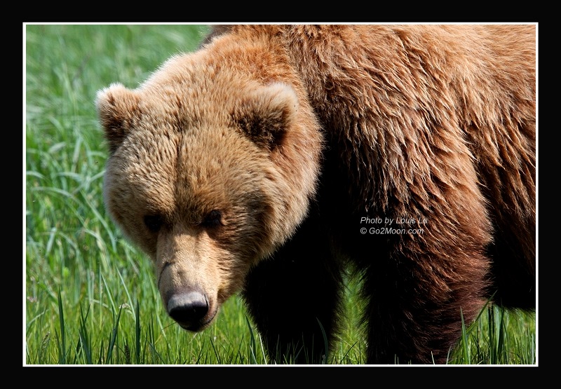 Coastal Brown Bear