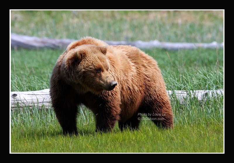 Katmai Bear in Wild