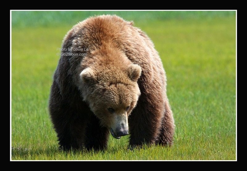 Alaska Brown Bear