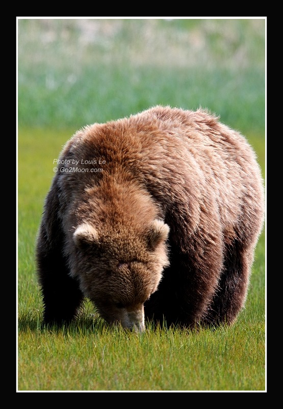 Brown Bear