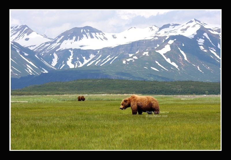 Brown Bear Katmai