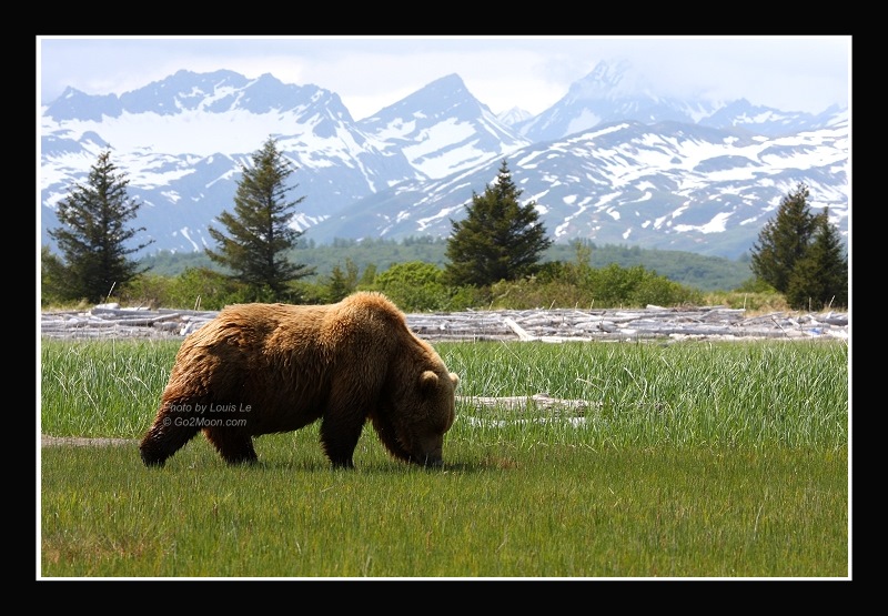 Bear in Katmai