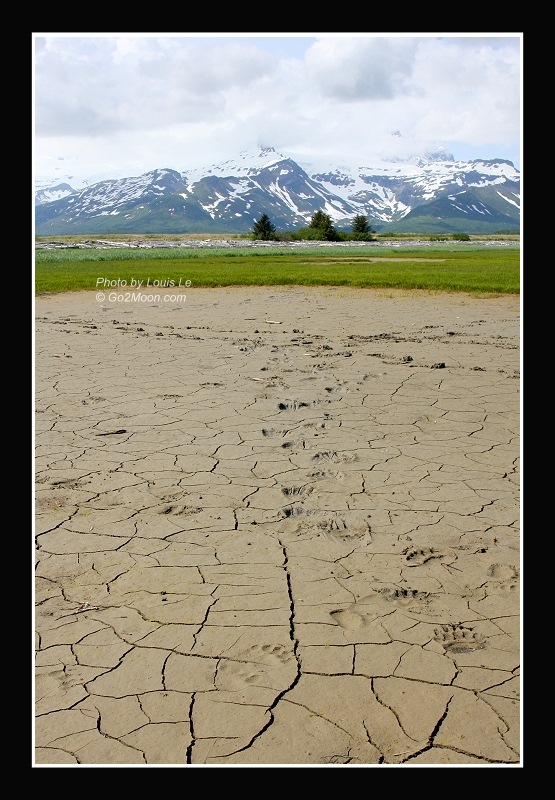 Bear Prints Katmai