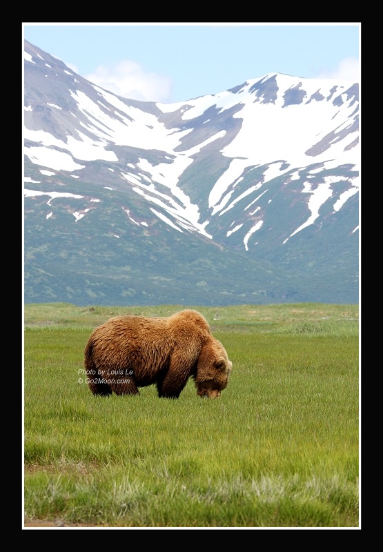 Katmai Bear Mountain Landscape