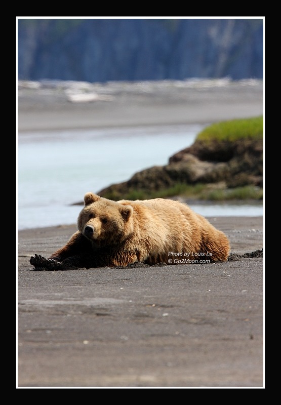 Bear Ready for Nap