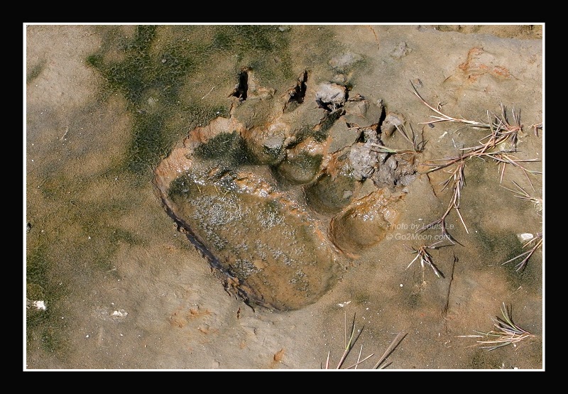 Bear Print