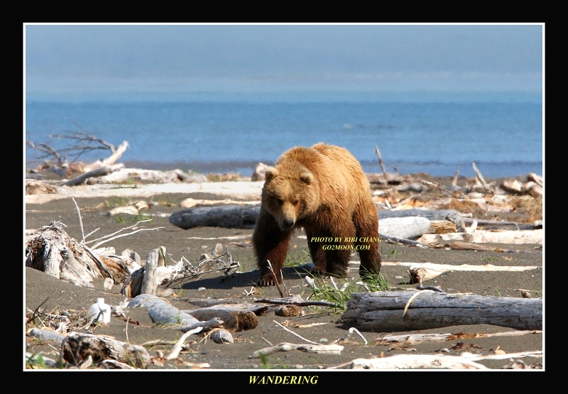 Brown Bear on the Beach