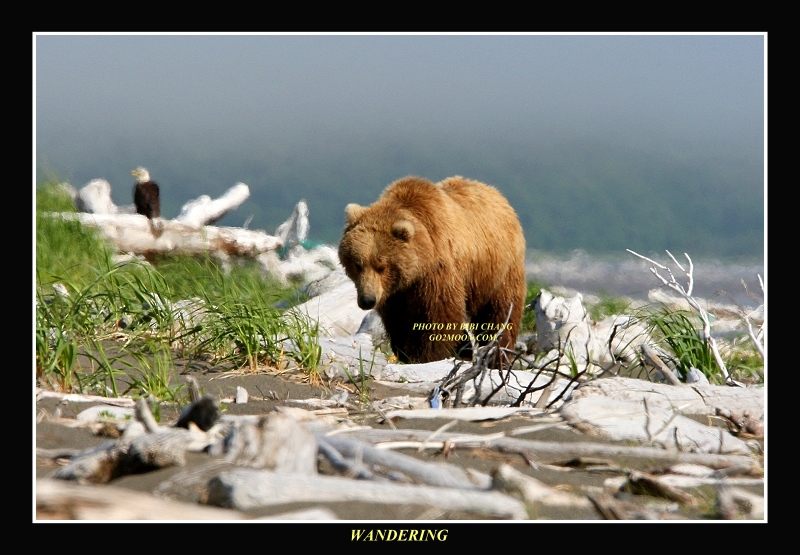 Brown Bear on the Beach