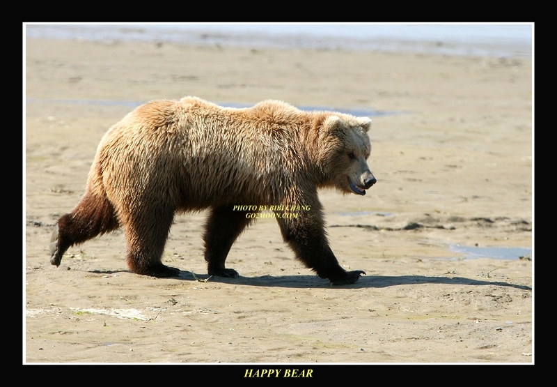 Coastal Bear