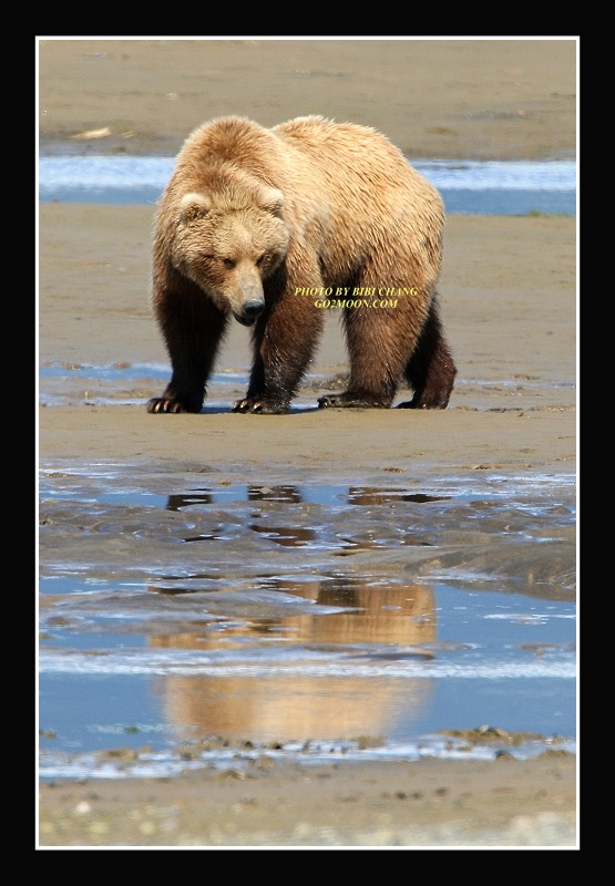 Bear in Flood Plain