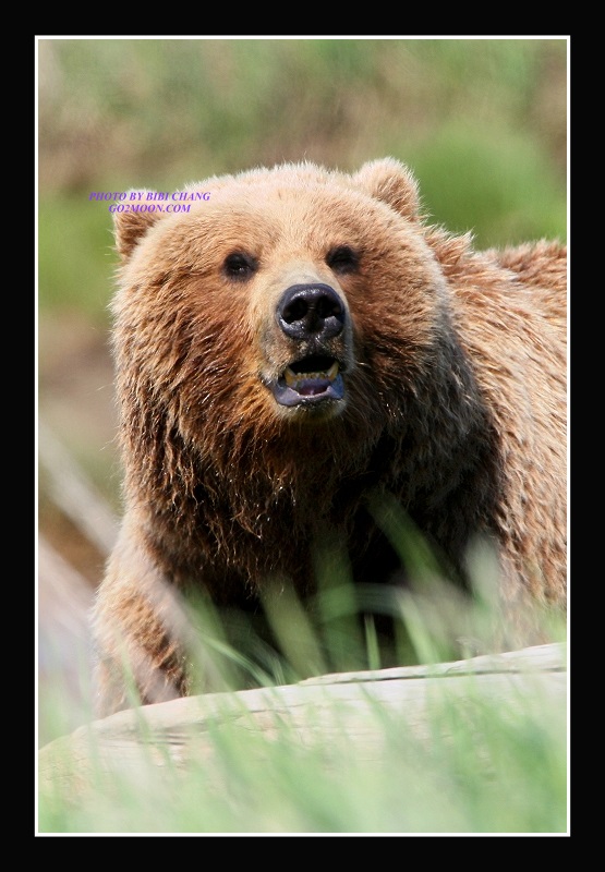 Brown Bear