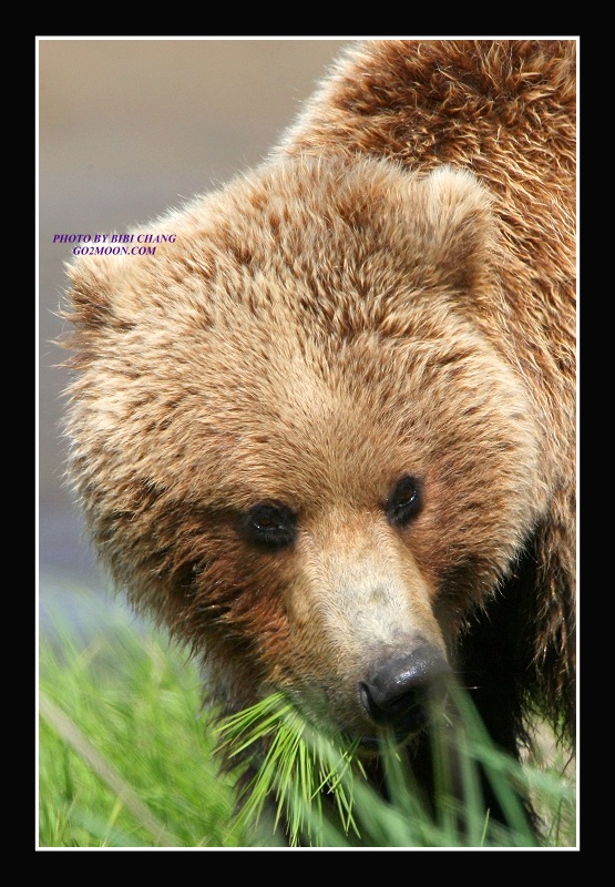 Brown Bear Eating