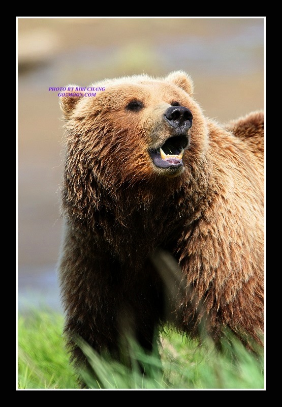 Brown Bear Katmai