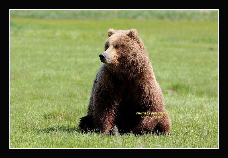 Brown Bear in Katmai Park
