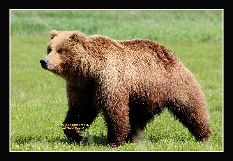 Brown Bear in Katmai Park