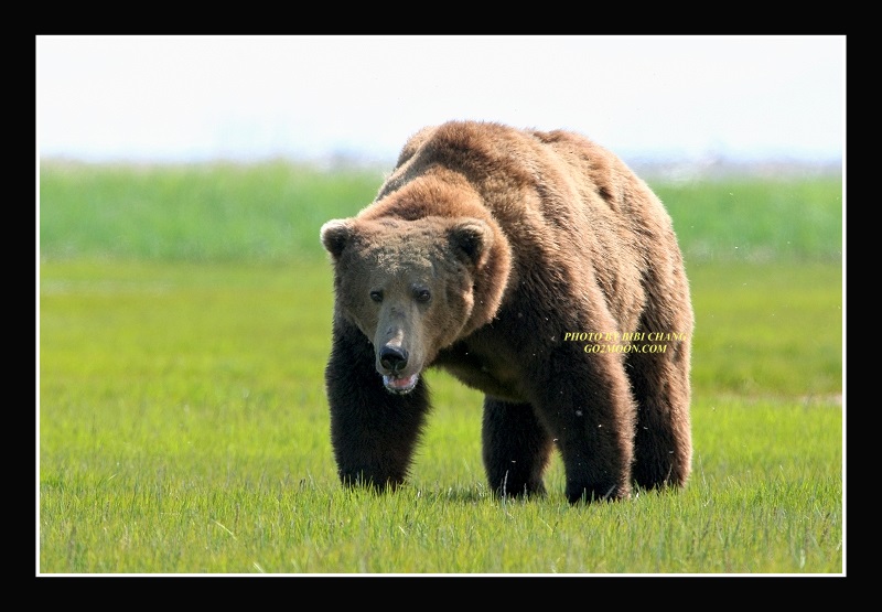 Old Bear
