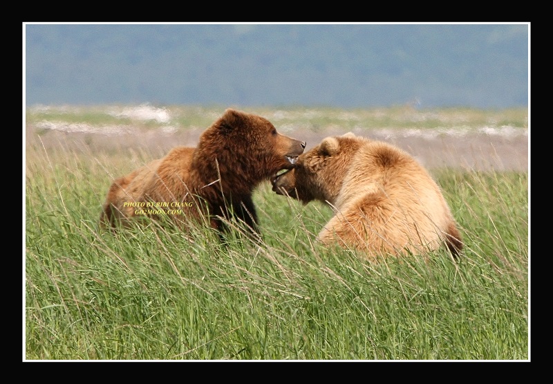 Bear Love