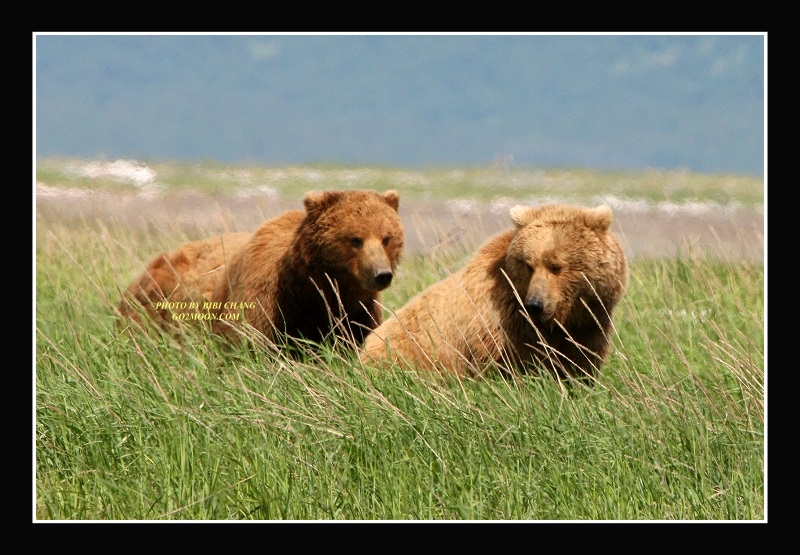 Bear Love