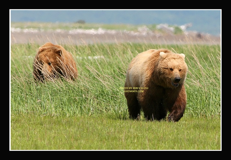 Katmai Bears