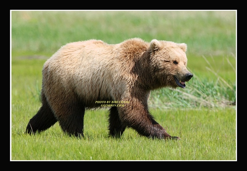 Blond Bear