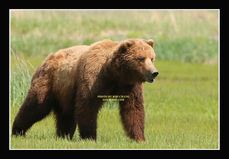 Coastal Brown Bear