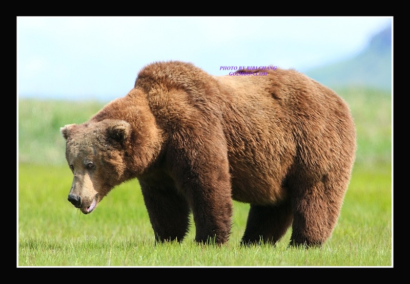Old Bear