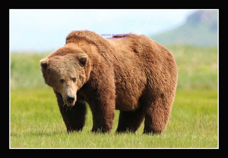 Old Bear