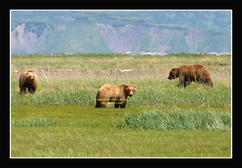 Brown Bear Group