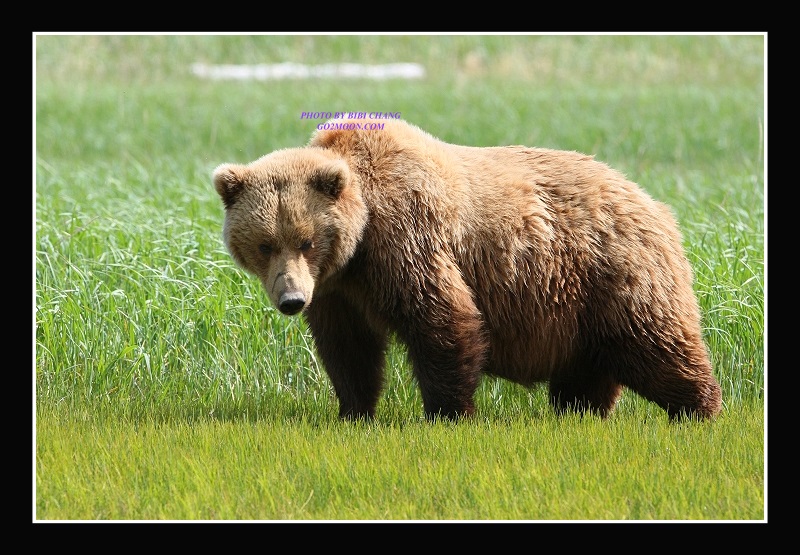 Coastal Brown Bear