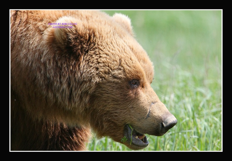 Coastal Brown Bear