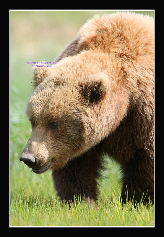 Coastal Brown Bear