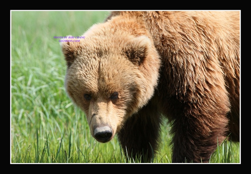 Coastal Brown Bear
