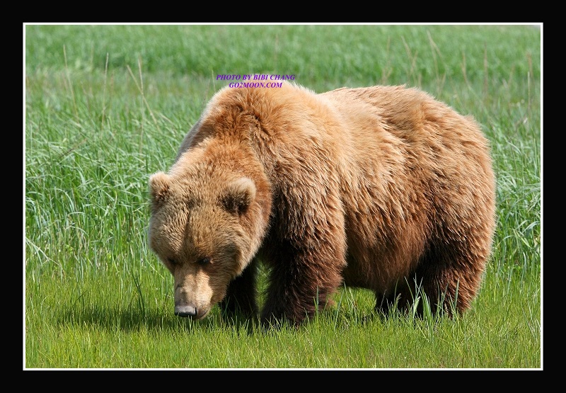 Coastal Brown Bear