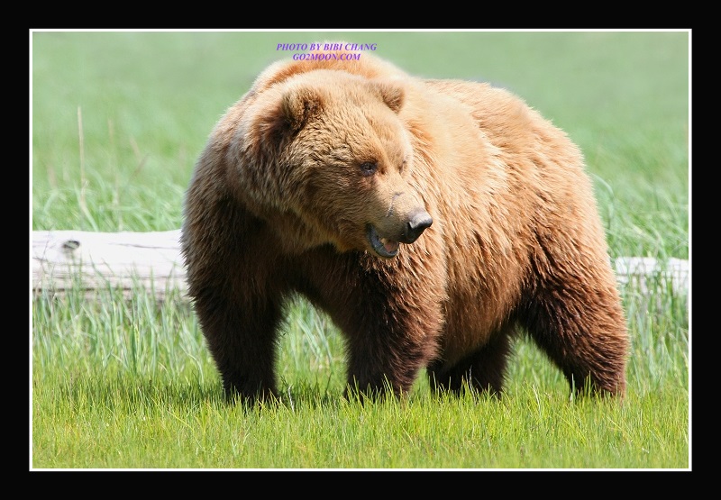 Coastal Brown Bear