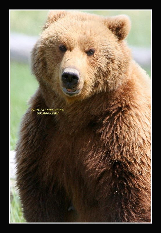 Coastal Brown Bear