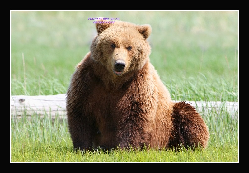 Coastal Brown Bear