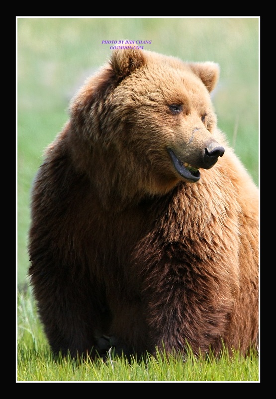 Bear Portrait