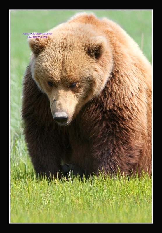Brown Bear Dozzing Off