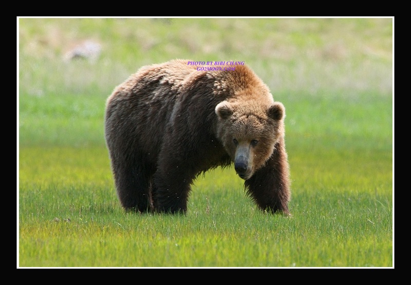 Coastal Brown Bear