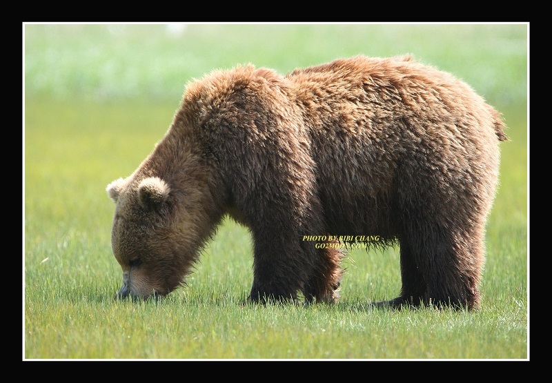 Coastal Brown Bear