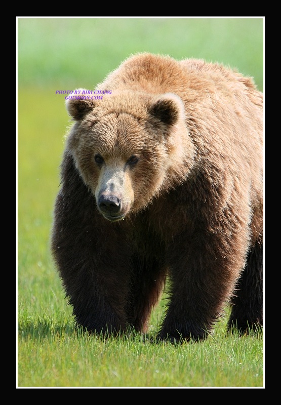 Coastal Brown Bear