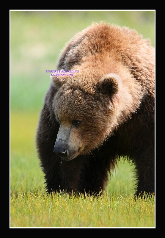 Brown Bear Hallo Bay