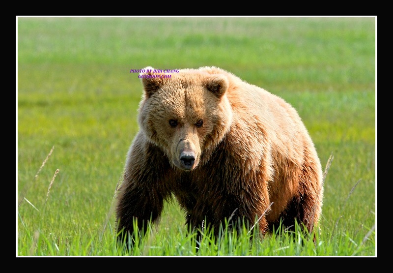 Bear in Katmai Park