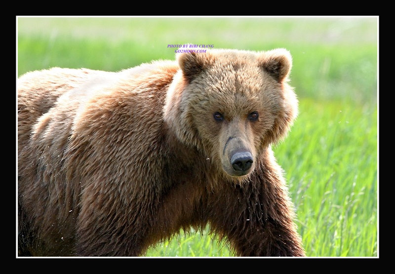 Coastal Brown Bear